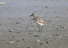 Calidris bairdii