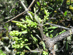 Korthalsella clavata