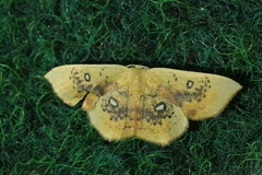 Cyclophora albiocellaria