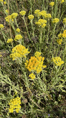 Helichrysum arenarium