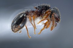 Myrmecina graminicola