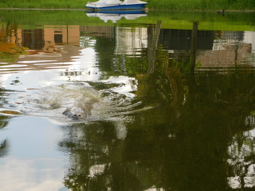 Florida Manatee photographed in Florida