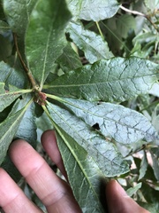 Rhododendron occidentale