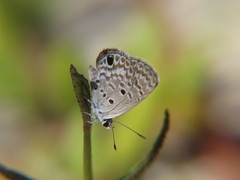 Hemiargus ceraunus filenus