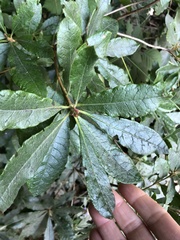 Rhododendron occidentale