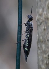 Xiphydria longicollis