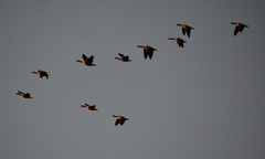 Branta hutchinsii