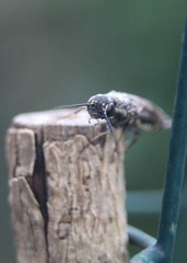 Xiphydria longicollis