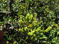 Korthalsella clavata