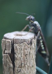 Xiphydria longicollis