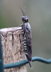 Xiphydria longicollis