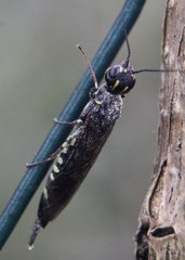 Xiphydria longicollis