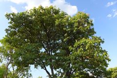 Isoberlinia angolensis