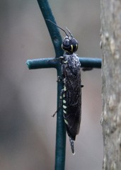 Xiphydria longicollis