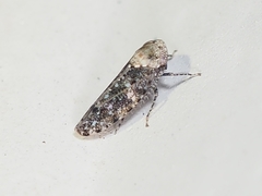 Paraphlepsius collitus