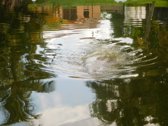 Trichechus manatus latirostris