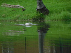 Trichechus manatus latirostris