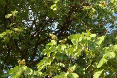 Isoberlinia angolensis