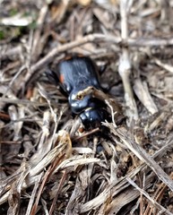 Nicrophorus pustulatus