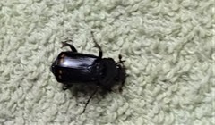 Nicrophorus pustulatus