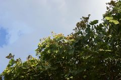 Isoberlinia angolensis