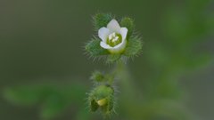 Eucrypta chrysanthemifolia bipinnatifida