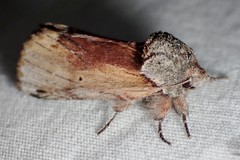 Oedemasia concinna