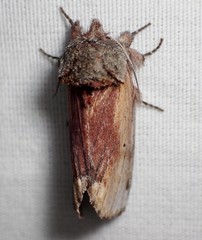 Oedemasia concinna