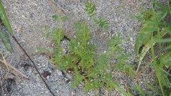 Eucrypta chrysanthemifolia bipinnatifida