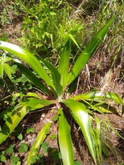 Furcraea guatemalensis