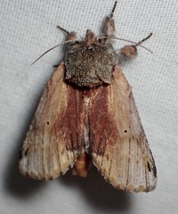 Oedemasia concinna