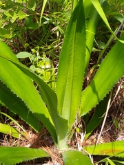 Furcraea guatemalensis