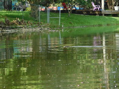 Trichechus manatus latirostris