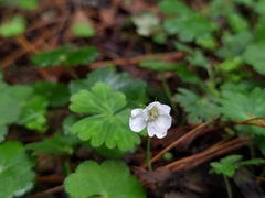 Geranium suzukii