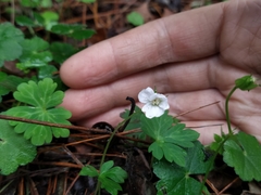 Geranium suzukii