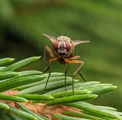 Helina impuncta