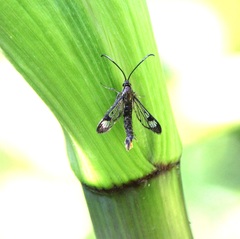 Synanthedon acerrubri