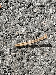 Geomantis larvoides
