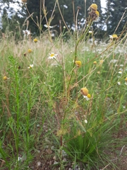 Tripleurospermum inodorum