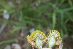 Tripleurospermum inodorum