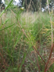 Tripleurospermum inodorum