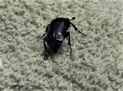 Nicrophorus pustulatus