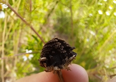 Tripleurospermum inodorum