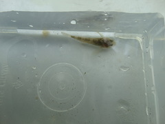 Cottus petiti
