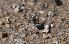 Ellipsoptera sperata