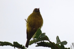 Crithagra hyposticta