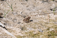 Lithobates blairi