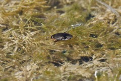 Thermonectus nigrofasciatus
