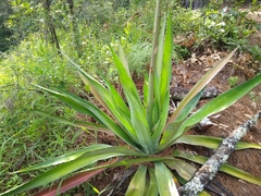 Furcraea guatemalensis