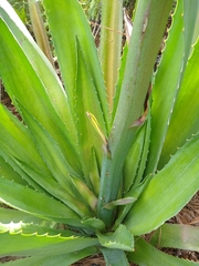 Furcraea guatemalensis